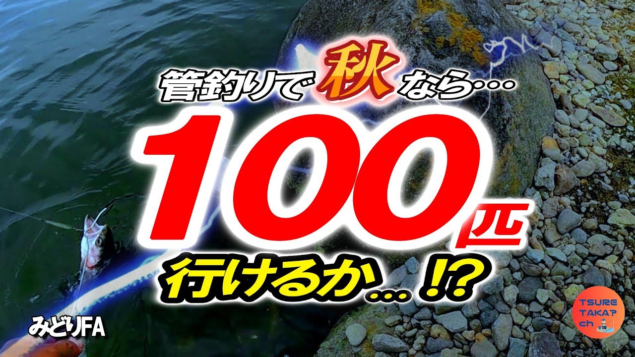 【エリアトラウト】秋の管釣りで“100匹”行けるか…!?【みどりFA】