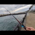 本日10月19日日曜日最速📢浜名湖へ弓角を投げに来たものの…【浜名湖釣り】🎣