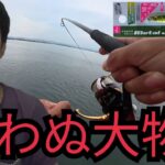 10月の浜名湖海釣り公園T字堤防で釣りしたら⋯