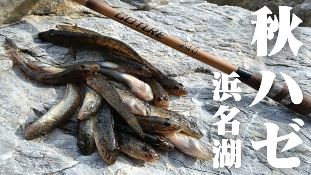 【秋ハゼ】景色の良い浜名湖でハゼ釣りをやると1時間程で案外釣れてくれました🐟in浜名湖【釣行日2025/10/17(金)】