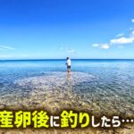 カニの産卵後の海で釣りしたら「ある魚」が釣れる説!?【ナイフ1本でサバイバル生活in2025夏#7】