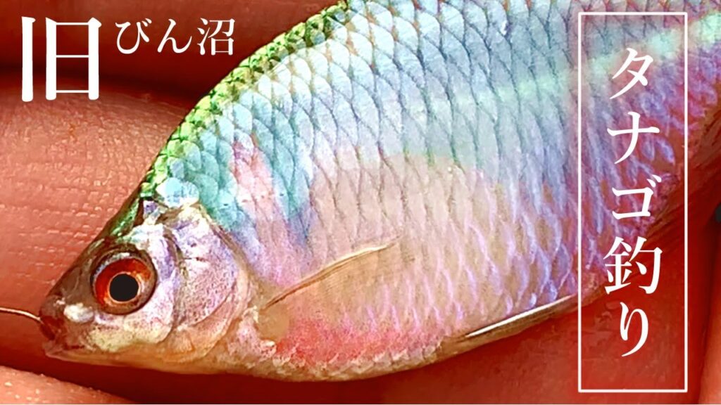 【小物釣り】埼玉県 旧びん沼でタナゴ釣り 2021年