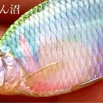 【小物釣り】埼玉県 旧びん沼でタナゴ釣り 2021年