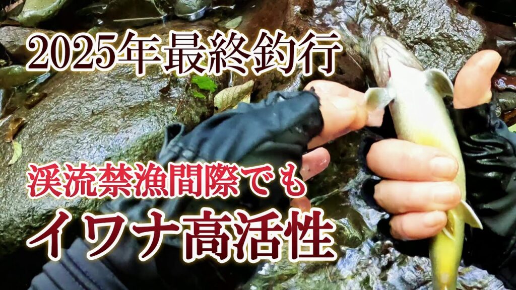 【渓流釣り】禁漁間際でもイワナが大活性～木曽川～2025年最終釣行