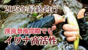 【渓流釣り】禁漁間際でもイワナが大活性～木曽川～2025年最終釣行