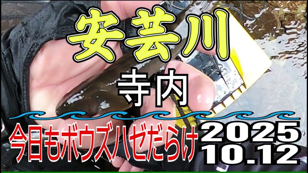 アユの友釣り 安芸川(高知県) 寺内 2025.10.12