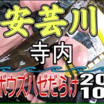 アユの友釣り 安芸川(高知県) 寺内 2025.10.12
