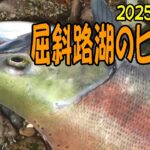 2025.10.3　2025年　屈斜路湖のヒメマス釣り開幕戦　つり部会ガイドサービス　＃屈斜路湖のヒメマス釣り＃ヒメマス