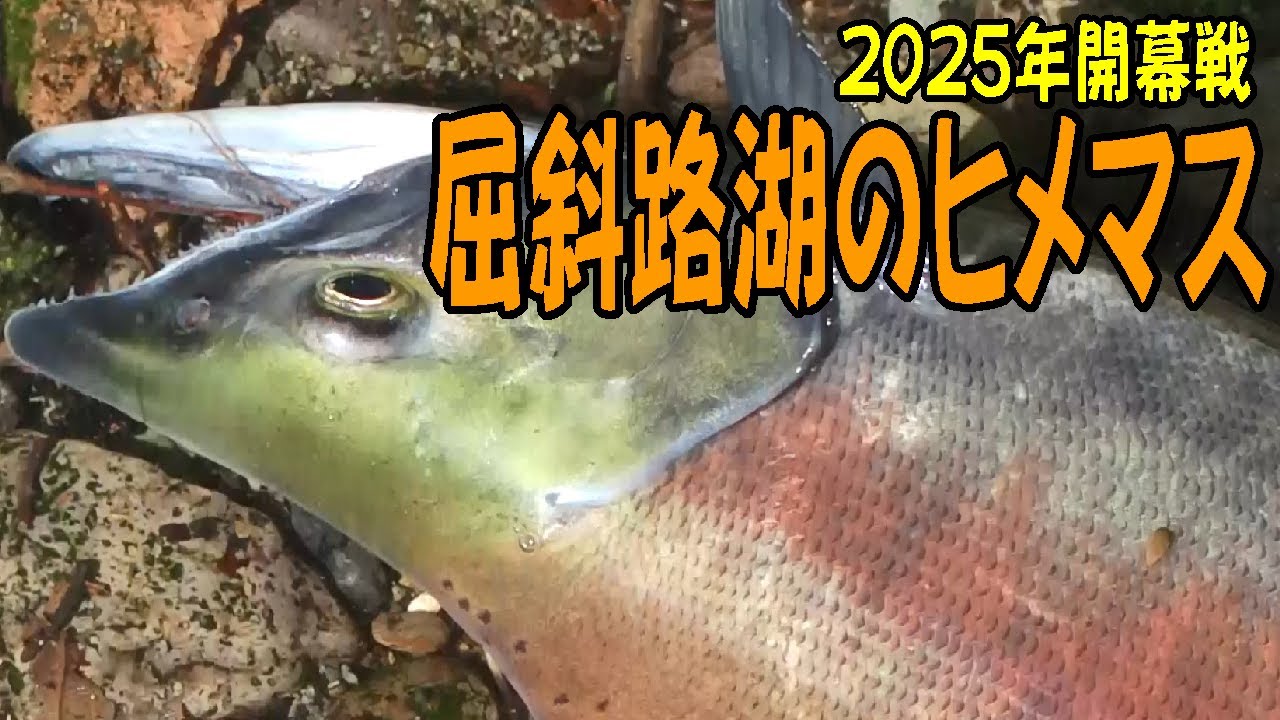 2025.10.3 2025年 屈斜路湖のヒメマス釣り開幕戦 つり部会ガイドサービス #屈斜路湖のヒメマス釣り#ヒメマス