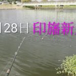 印旛沼水系　印旛新川バス釣り？2025.9.28