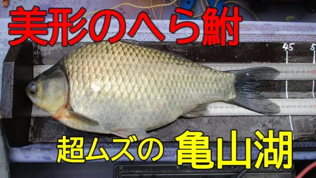 亀山湖・笹川④　へら鮒釣り　2025年10月