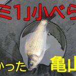 亀山湖・笹川③　へら鮒釣り　2025年10月