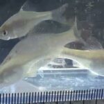 【タナゴ釣り 小物釣り】斜面林に囲まれた田んぼわきの小さな用水路で小物釣り 2025年10月中旬