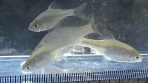 【タナゴ釣り 小物釣り】斜面林に囲まれた田んぼわきの小さな用水路で小物釣り 2025年10月中旬