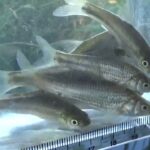 【小物釣り】下手賀沼の周辺にあるホソで小物釣り 2025年10月中旬