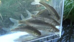 【小物釣り】下手賀沼の周辺にあるホソで小物釣り 2025年10月中旬