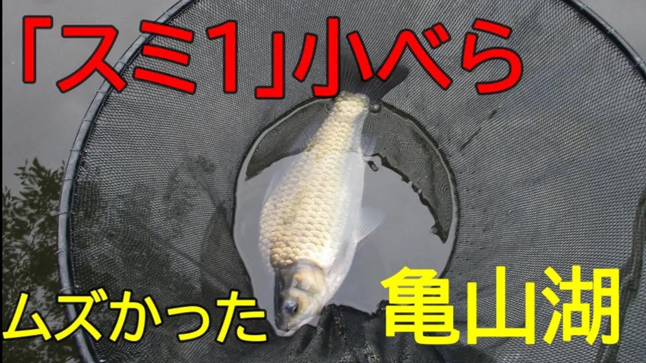 亀山湖・笹川③　へら鮒釣り　2025年10月