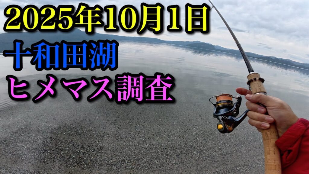 【2025年10月1日】十和田湖ヒメマス接岸調査【今年は豊漁か⁉︎】