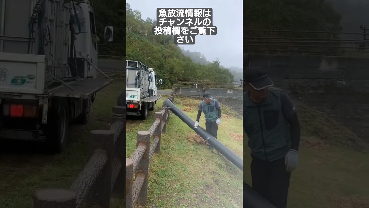 2025年12回目野反湖魚放流情報#ルアーフィッシング #フライフィッシング