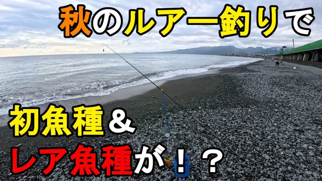 【神奈川県某所】2025年秋の海釣りハイシーズン開幕！ルアー釣りで初魚種＆レア魚種が！夏の終わりの時期に、関東地方の相模湾側に面している砂浜（サーフ）の釣り場で釣りしてみたら…！【2025年9月下旬】