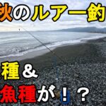 【神奈川県某所】2025年秋の海釣りハイシーズン開幕！ルアー釣りで初魚種＆レア魚種が！夏の終わりの時期に、関東地方の相模湾側に面している砂浜（サーフ）の釣り場で釣りしてみたら…！【2025年9月下旬】