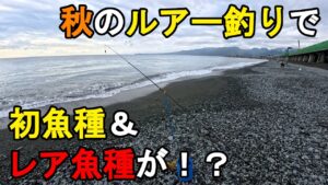 【神奈川県某所】2025年秋の海釣りハイシーズン開幕!ルアー釣りで初魚種&レア魚種が!夏の終わりの時期に、関東地方の相模湾側に面している砂浜(サーフ)の釣り場で釣りしてみたら…!【2025年9月下旬】