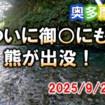 秋の奥多摩渓流釣り。地元釣り師から１週間前に熊出没の話を聞かされる。大丹波川に続き・・・他人事ではなくなった。2025/9/29