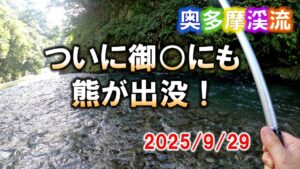 秋の奥多摩渓流釣り。地元釣り師から１週間前に熊出没の話を聞かされる。大丹波川に続き・・・他人事ではなくなった。2025/9/29