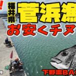 釣りしやすい！福井県菅浜漁港でお安くチヌ釣り　2025年9月【下野流BASIC 】下野正希　黒鯛　海釣り　福井県チヌ釣り　日本海チヌ釣り　ヌカダンゴ　チヌダンゴ　紀州釣り