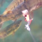 日本海サケの群れウキルアー水中映像！サケ釣り北海道25年10月