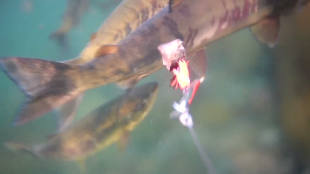 日本海サケの群れウキルアー水中映像！サケ釣り北海道25年10月