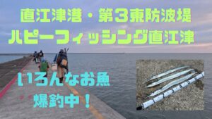 人気の管理釣り場は凄かった！【ハッピーフィッシング直江津】【直江津港第3東防波堤】
