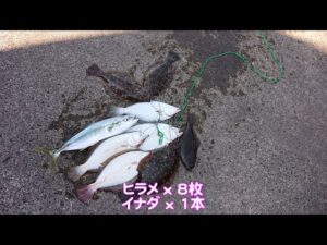 【直江津港第3東防波堤管理釣り場/直江津ハッピーフィッシング】ヒラメ釣り 2024年 8月上旬