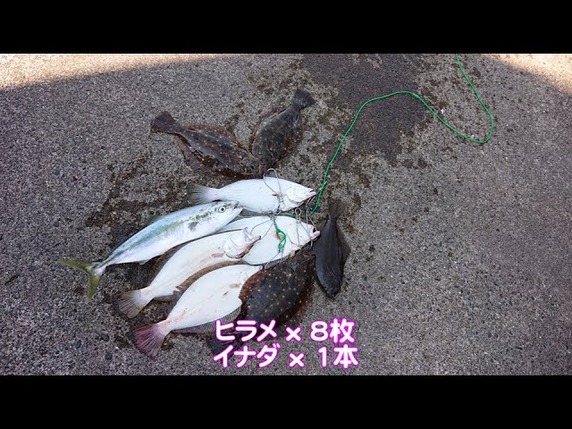 【直江津港第3東防波堤管理釣り場/直江津ハッピーフィッシング】ヒラメ釣り 2024年 8月上旬