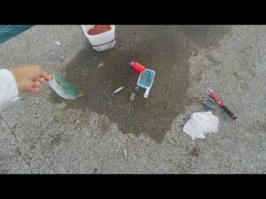 【直江津港第3東防波堤管理釣り場/直江津ハッピーフィッシング】泳がせ釣り 2025年 9月下旬