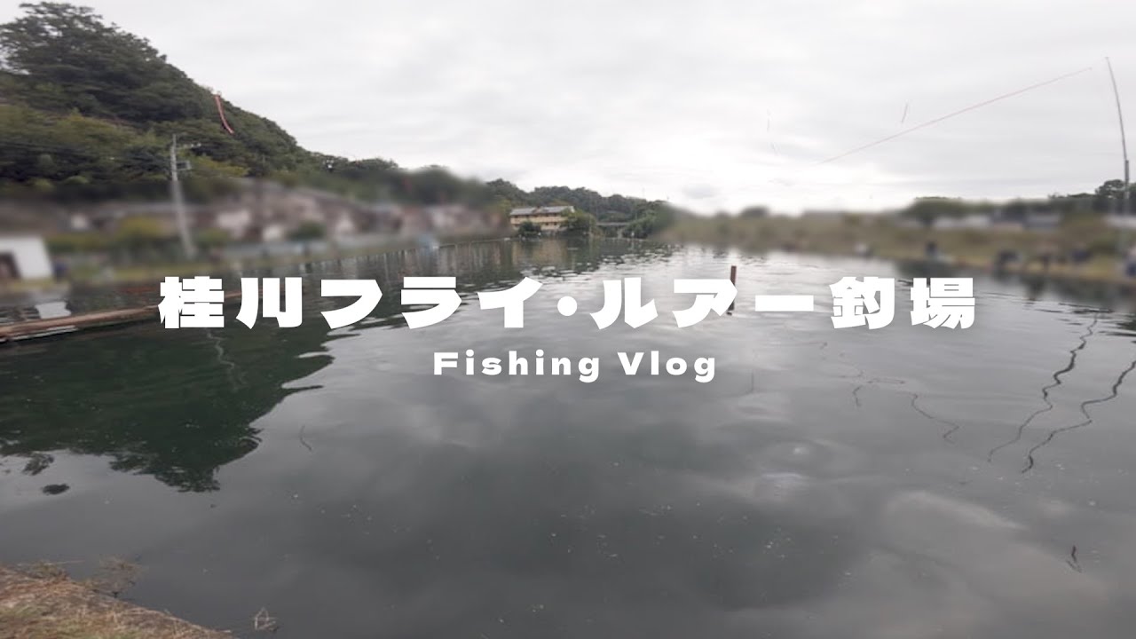 【桂川フライルアー釣場】3000円で1日釣りが楽しめる🐟 | 50UPの大型から数釣りまで🌿 | クオリティとコスパ最高な釣り場さんが凄すぎた😳 【管理釣り場】【エリアトラウト】