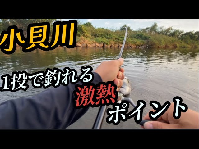 #66（関東バス釣り）減水した小貝川の超激熱ポイント！1投目で簡単に釣れる！ここは凄い！