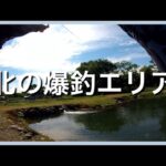 意外と爆釣✨北のエリアは真夏でも70匹以上釣れて最高でした【エリアトラウト】【管理釣り場】【パワーフィールド釣り堀あかし】