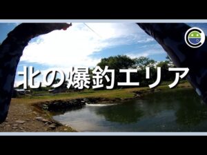意外と爆釣✨北のエリアは真夏でも70匹以上釣れて最高でした【エリアトラウト】【管理釣り場】【パワーフィールド釣り堀あかし】