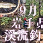 渓流釣りに３年ぶりくらいに行きました。9月。岩手県。