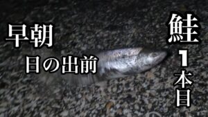 【北海道オホーツク海鮭釣り】暗闇の中ぶっ込みで鮭を釣る 今時期にしては9月並みの銀ピカさん達🎣