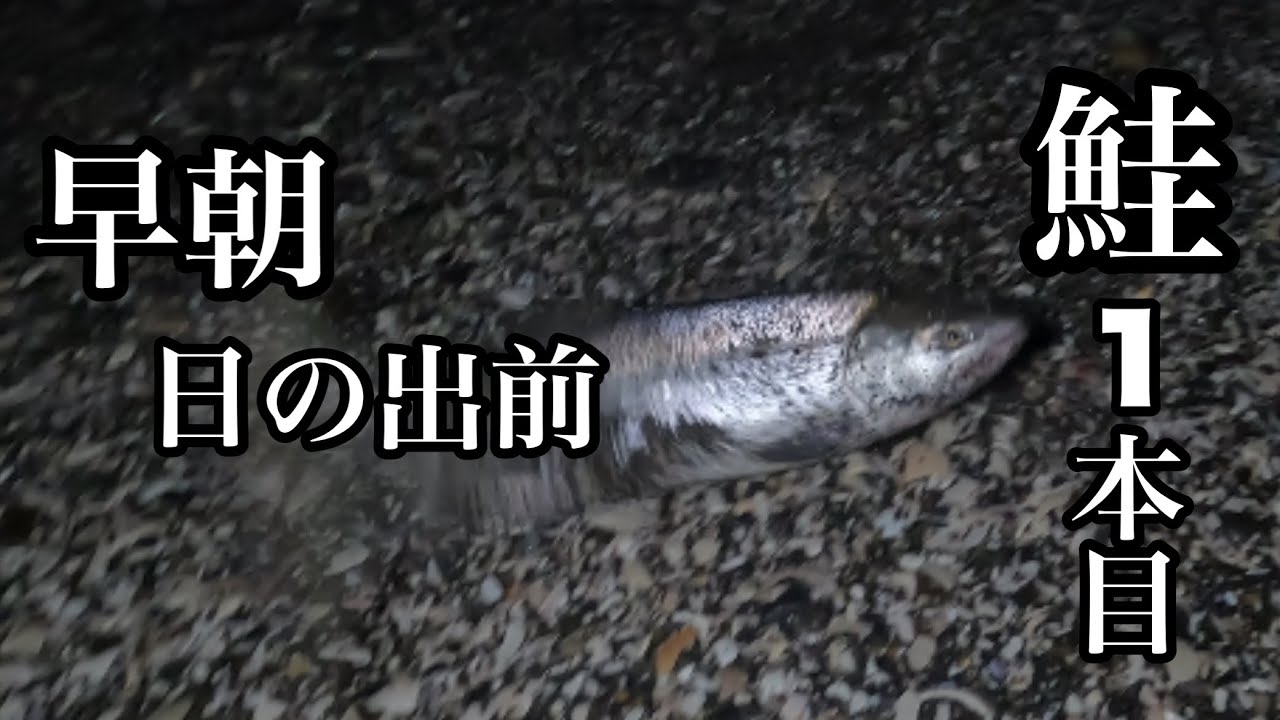 【北海道オホーツク海鮭釣り】暗闇の中ぶっ込みで鮭を釣る 今時期にしては9月並みの銀ピカさん達🎣