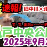 【ハゼ釣り】釣り部!#91 マハゼ速報!【亀戸中央公園】