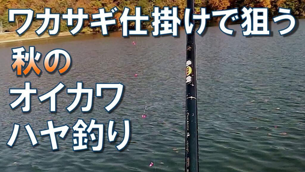【オカッパリ】ワカサギ仕掛けで狙う秋のオイカワ･ハヤ釣り【紅葉の湖】AUTUMN FISHING【山梨県島田湖】