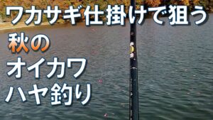 【オカッパリ】ワカサギ仕掛けで狙う秋のオイカワ･ハヤ釣り【紅葉の湖】AUTUMN FISHING【山梨県島田湖】