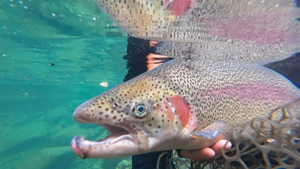 冬季C&Rハコスチ解禁日に1泊2日の釣り旅に出かけました/1日目【上野村冬季ハコスチ釣り場】