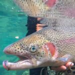 冬季C&Rハコスチ解禁日に1泊2日の釣り旅に出かけました/1日目【上野村冬季ハコスチ釣り場】