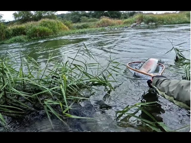 【鳴子峡・荒雄川】C&R特別遊漁期間の渓流釣り。50cmクラスのニジマスがヒットで竿がぶち曲がる…【宮城県】