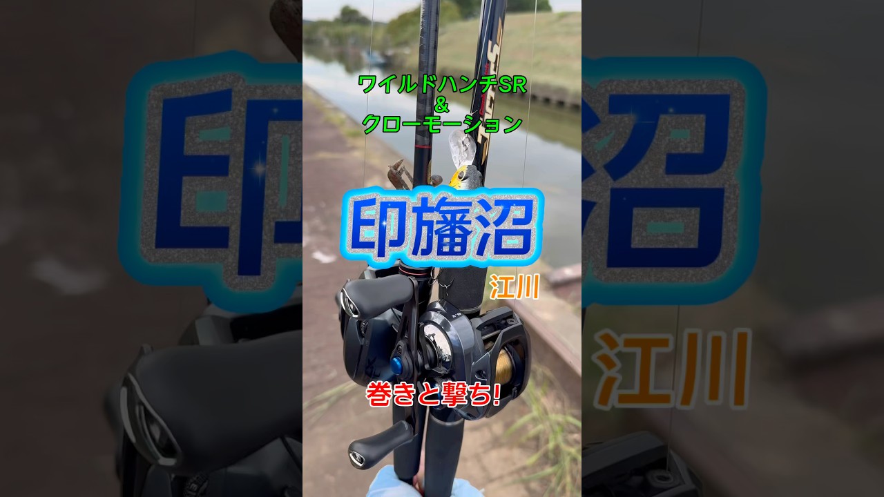 【印旛沼・江川】秋になりワイルドハンチ登場！浅いのでSRで！ #shorts #印旛沼バス釣り #バス釣り