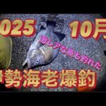 【浜名湖T字堤OK】浜名湖周辺 伊勢海老 遠州灘 穴釣り 簡単に釣る方法 激レアな魚 爆釣 エビ モンスターいせえび